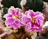 African Violet VAT-SWEET JANE - VAT-MILAYA DZHEYN